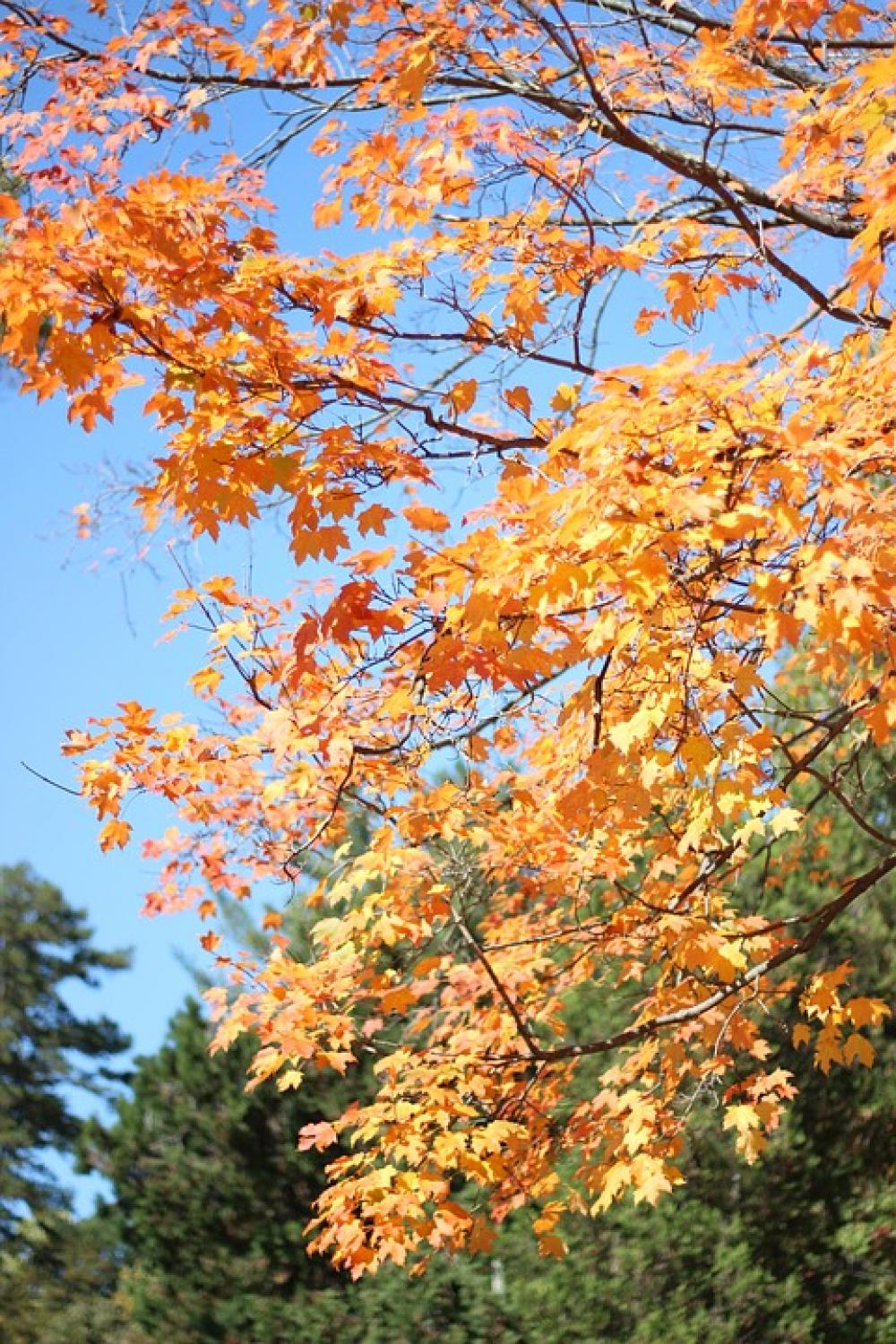 Leaves Tree Autumn Nature Leaf Plant Green Leaves Tree Autumn Nature Leaf Plant Green
