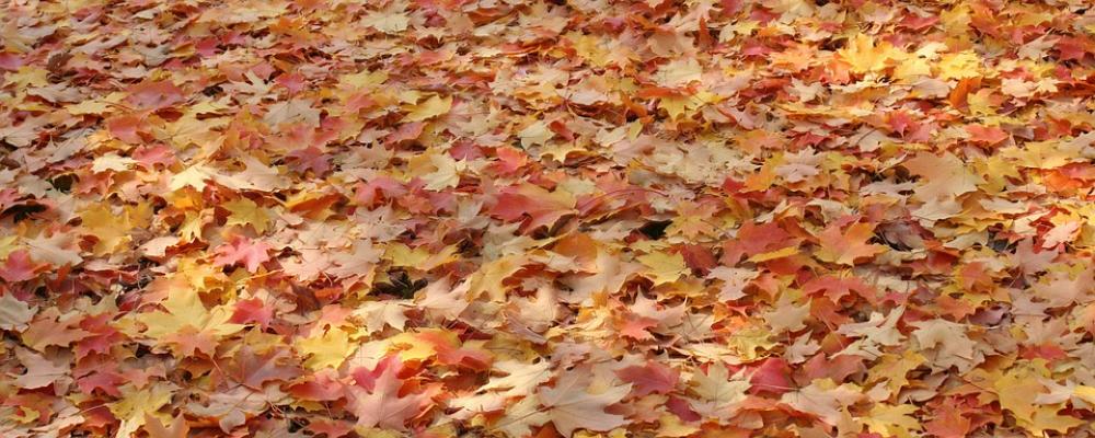 Leaves Autumn Fall Nature Color Leaf Season Leaves Autumn Fall Nature Color Leaf Season