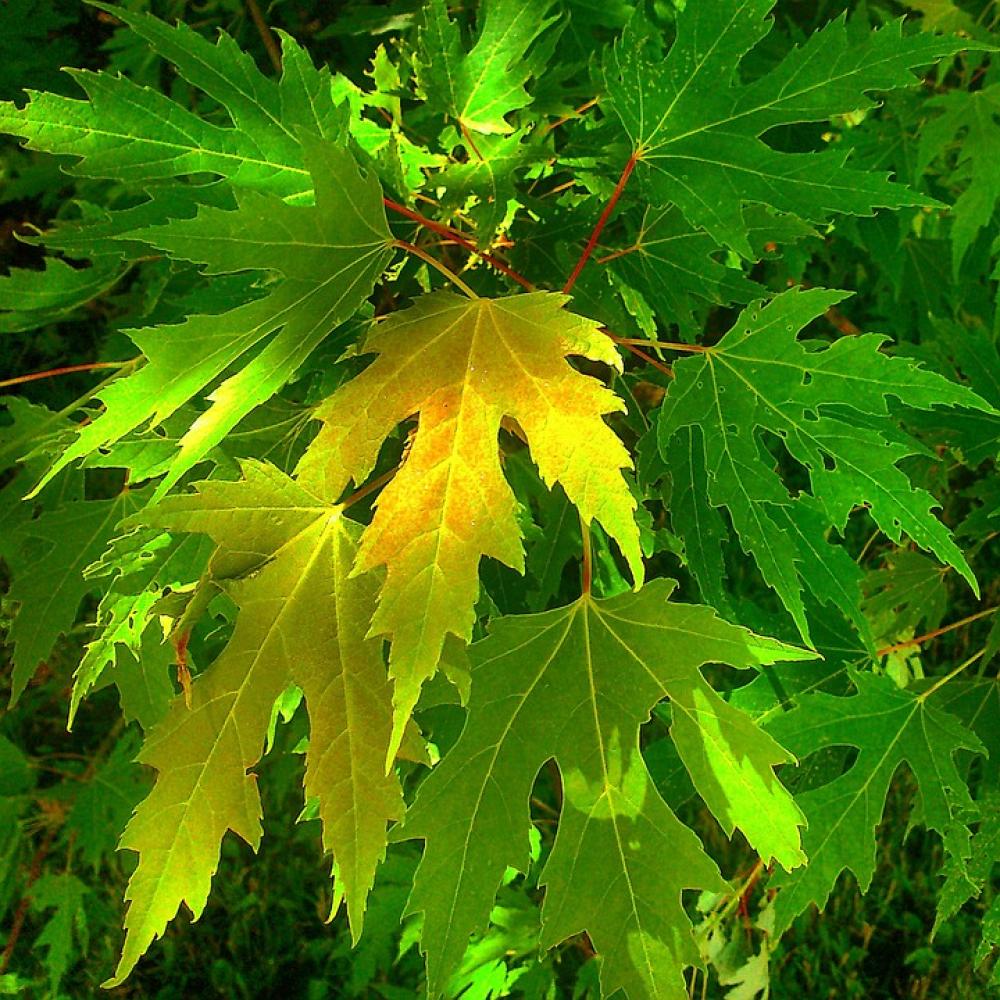 Leaves Nature Day Summer Leaves Nature Day Summer