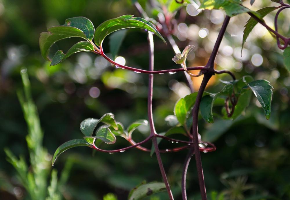 Leaves Dew Serene Nature Plant Leaves Dew Serene Nature Plant