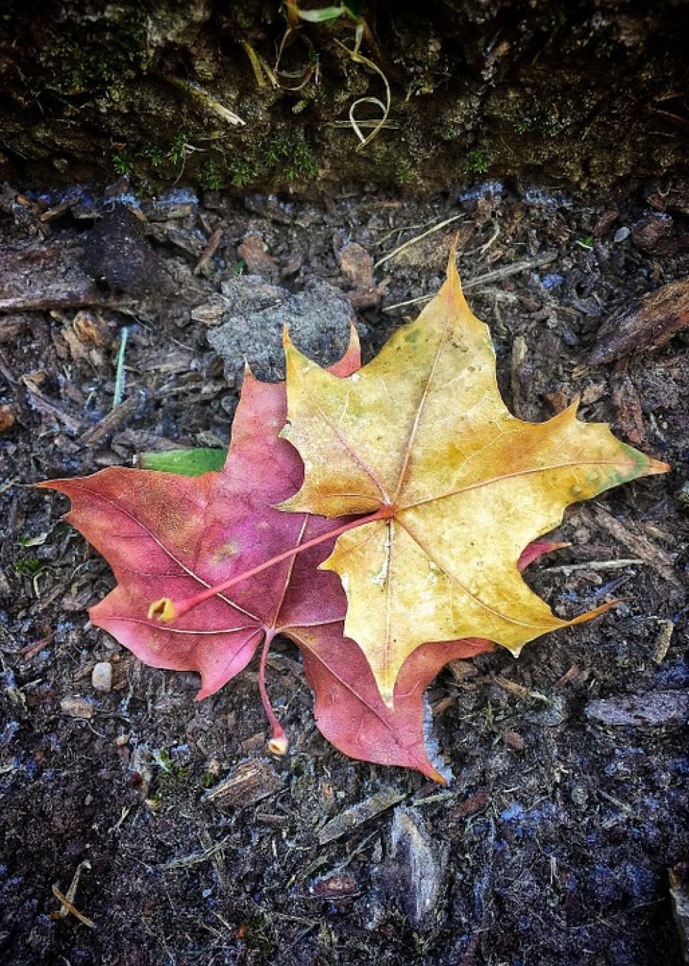 Leaves Autumn Brown Leaves Autumn Brown