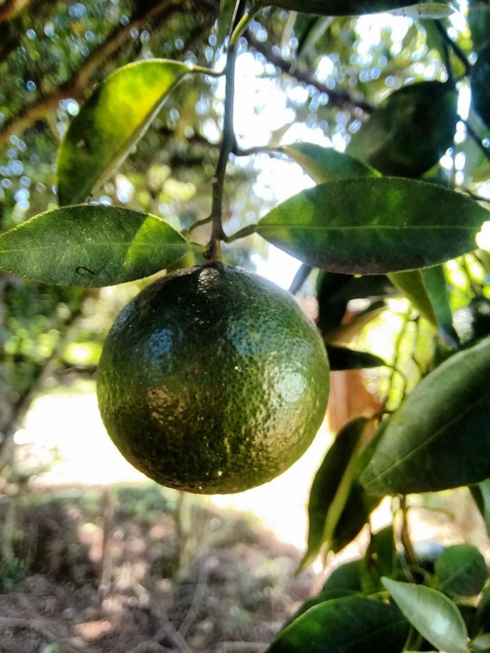 Lemon Plant Nature Green Lemon Plant Nature Green