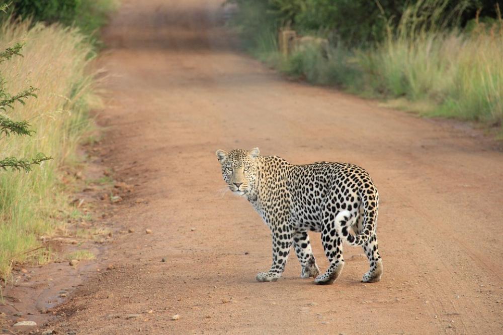Leopard Safari Wildcat Big Cat Carnivore Africa Leopard Safari Wildcat Big Cat Carnivore Africa