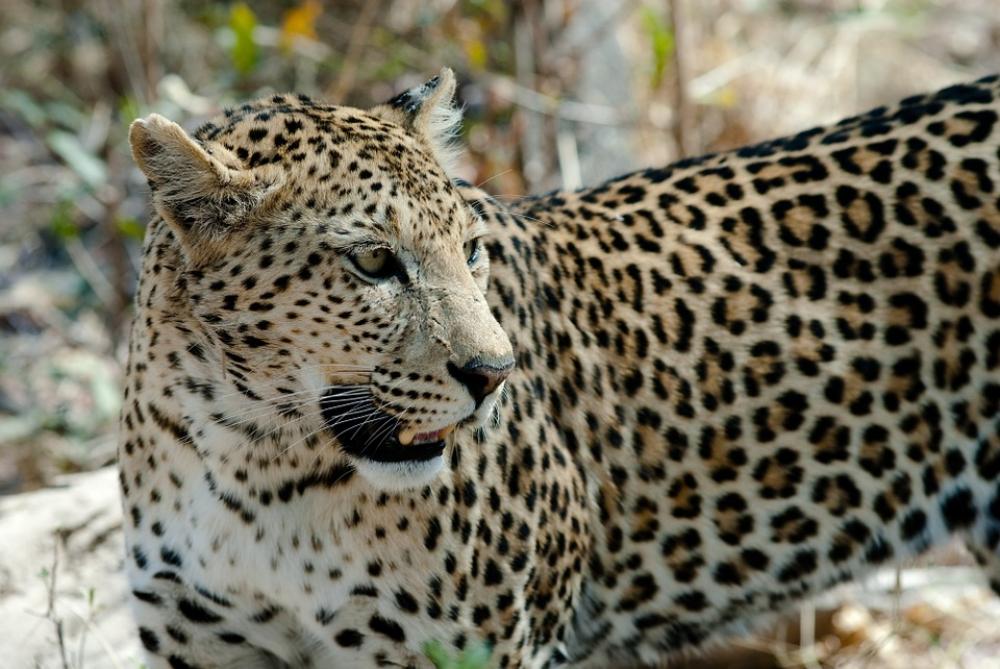 Leopard Big Cat Savuti Botswana Africa Leopard Big Cat Savuti Botswana Africa