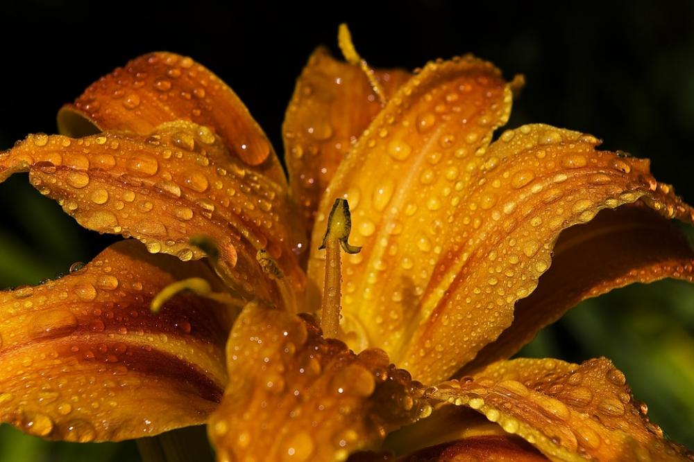 Lily Daylily Flower Blossom Bloom Petal Blooming Lily Daylily Flower Blossom Bloom Petal Blooming