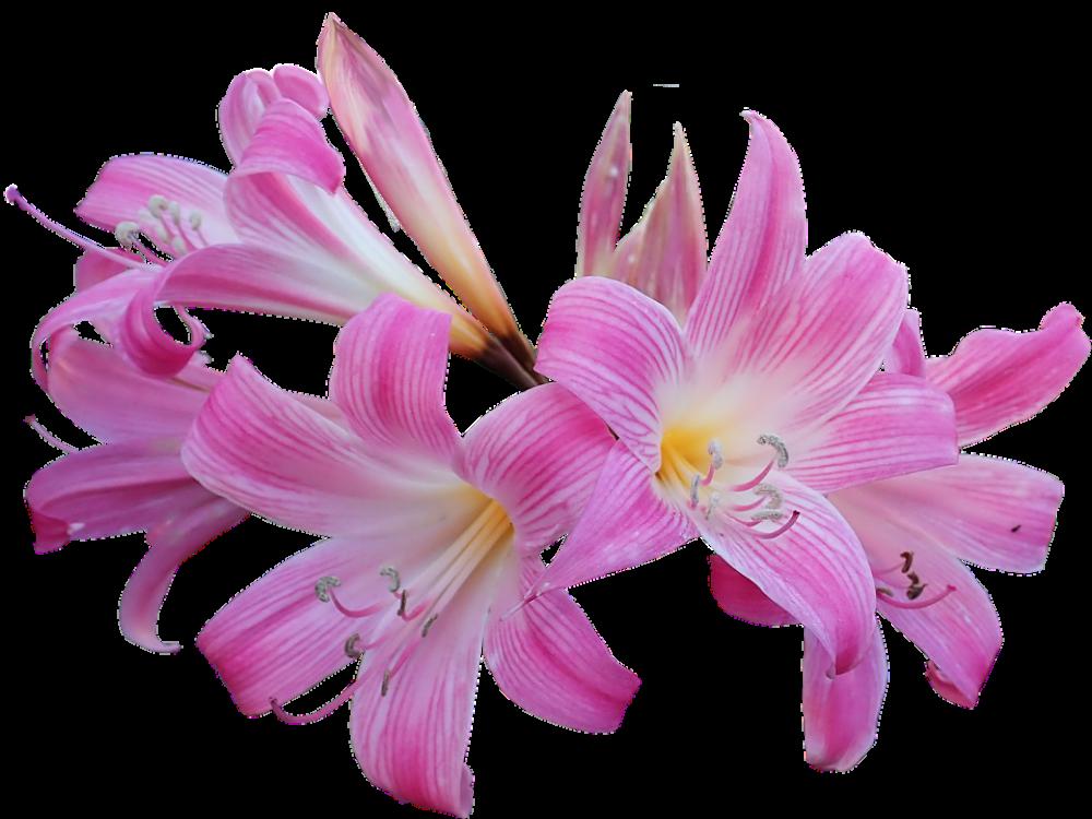 Lily Belladonna Easter Lily Flower Bulb Garden Lily Belladonna Easter Lily Flower Bulb Garden