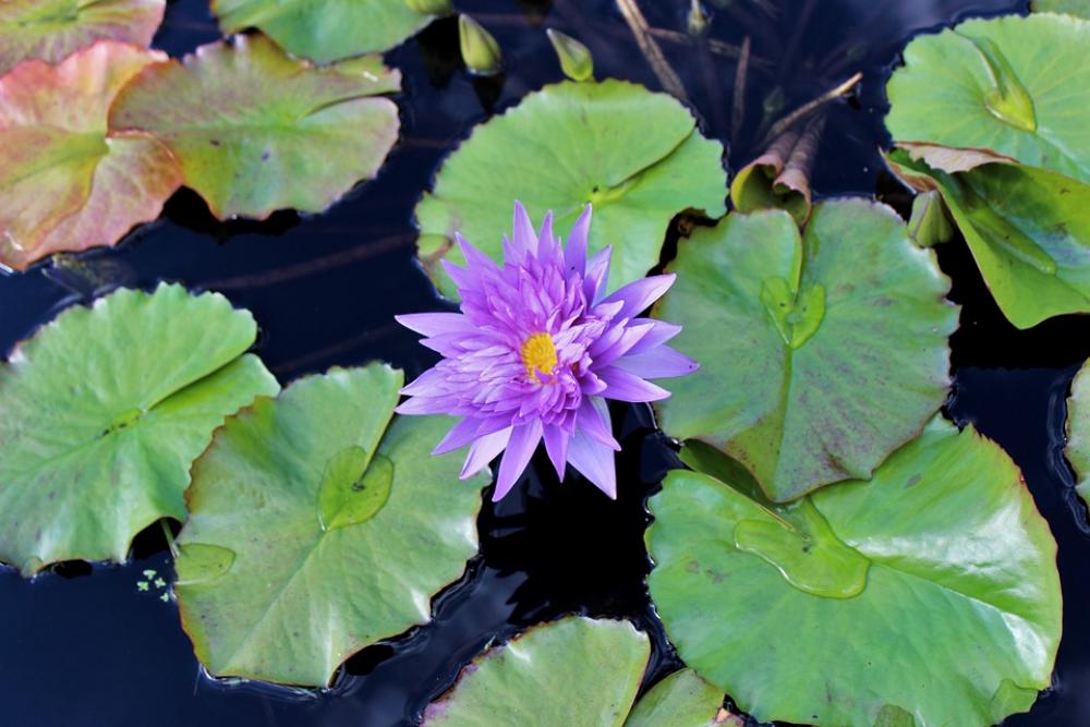 Lily Lily Pad Flower Water Nature Green Pond Lily Lily Pad Flower Water Nature Green Pond