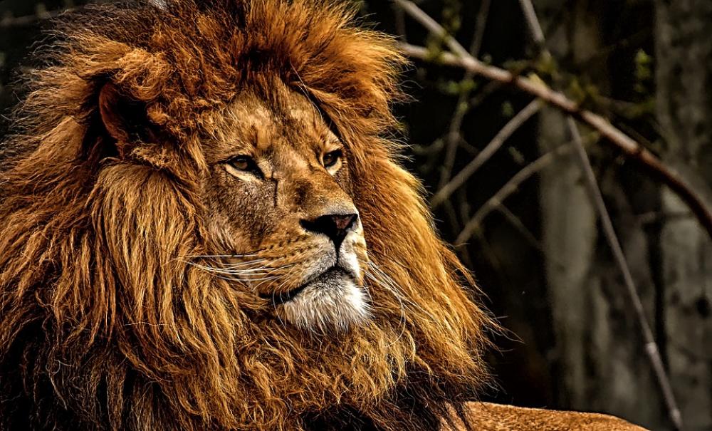 Lion Predator Dangerous Mane Big Cat Male Zoo Lion Predator Dangerous Mane Big Cat Male Zoo
