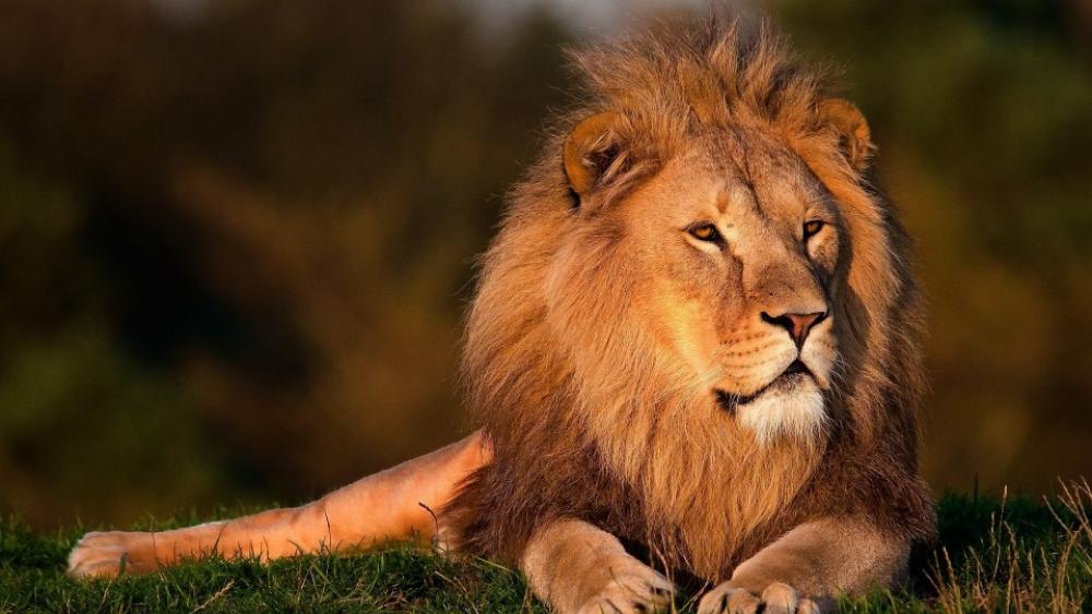 Lion Lion King Forest King Lion Lion Lion King Forest King Lion