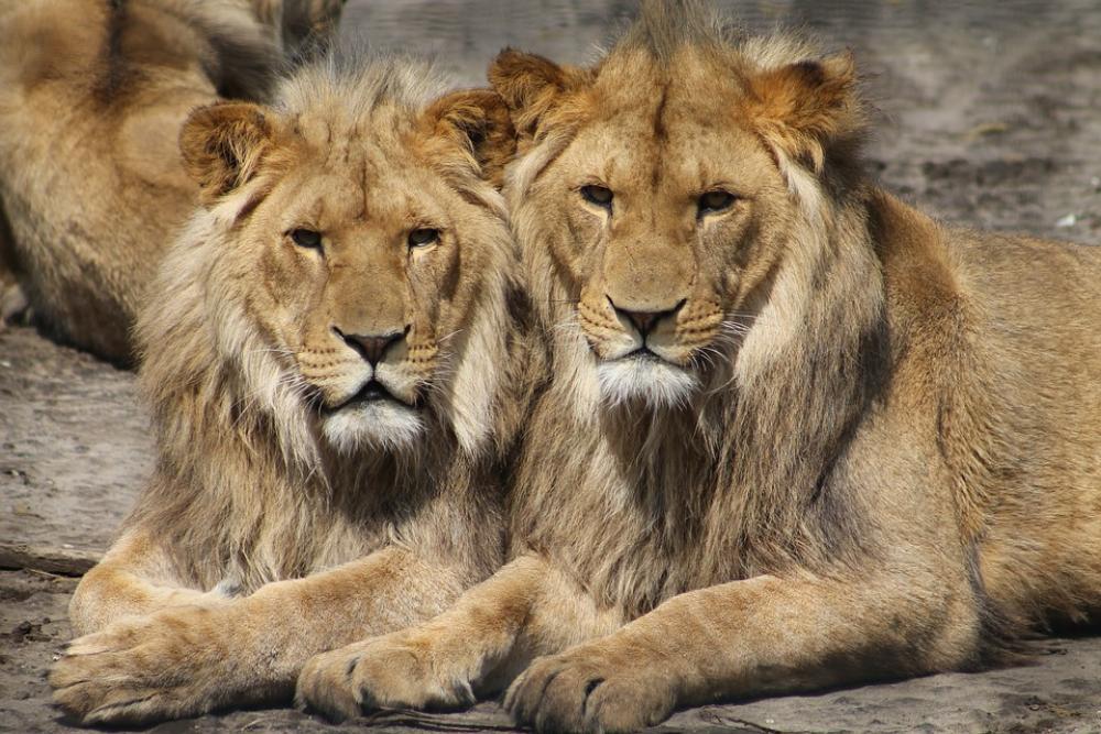 Lions Zoo Animal Safari Africa Big Cats Lions Zoo Animal Safari Africa Big Cats