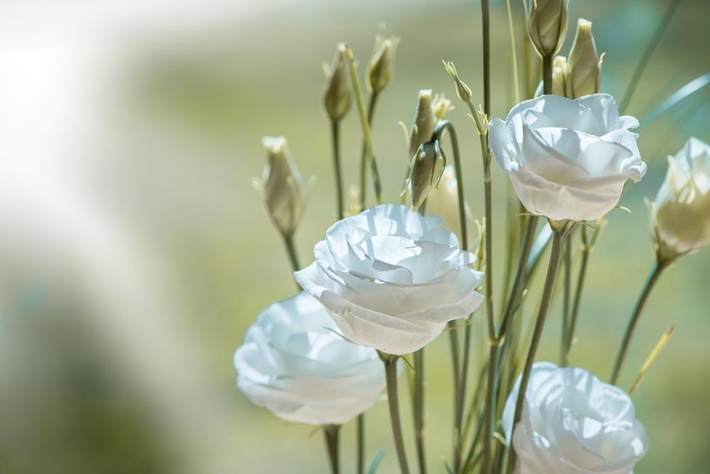 Lisianthus Flower Blossom Bloom White White Flower Lisianthus Flower Blossom Bloom White White Flower