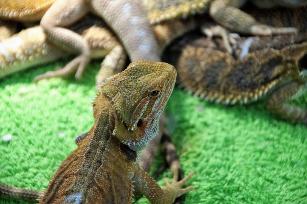 Lizard Agama Vivarium Reptile Exotic Sale Lizard Agama Vivarium Reptile Exotic Sale