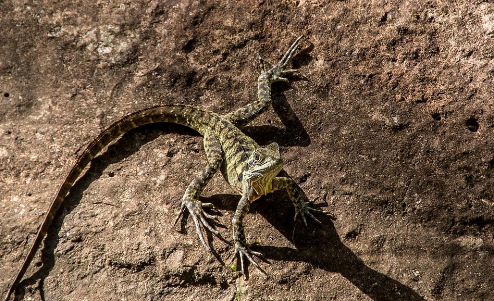 Lizard Reptile Eastern Water Dragon Lizard Reptile Eastern Water Dragon