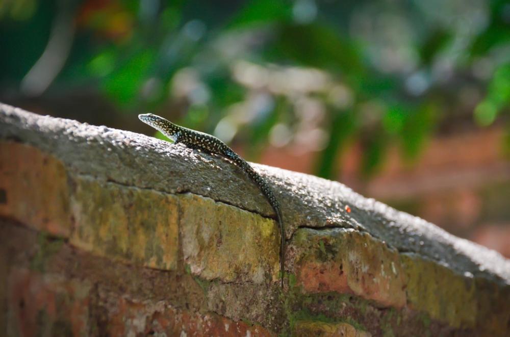Lizard Animal Wildlife Crawling Crawl Tail Lizard Animal Wildlife Crawling Crawl Tail