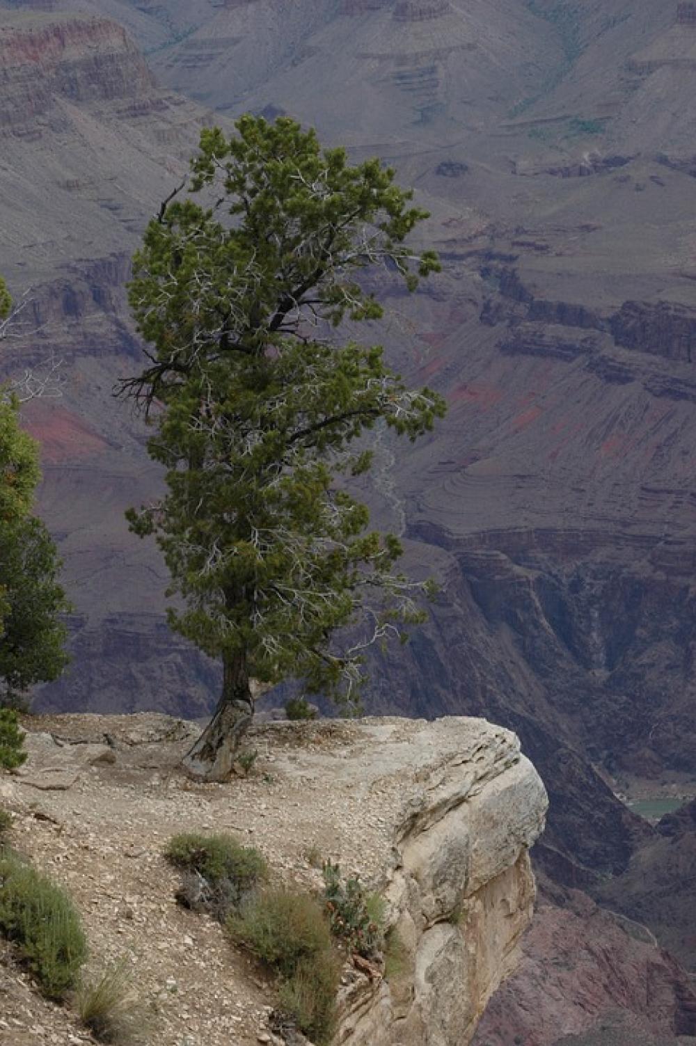 Lone Pine Grand Canyon Arizona Usa Park Lone Pine Grand Canyon Arizona Usa Park