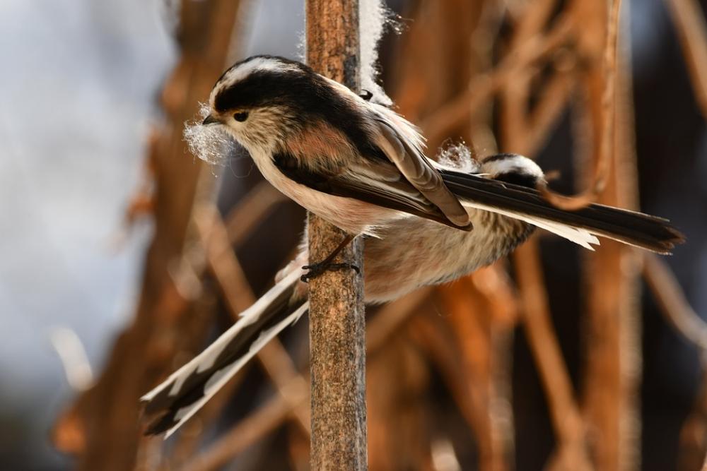 Long-Tailed Tit Bird Couple Building The Nest Long-Tailed Tit Bird Couple Building The Nest