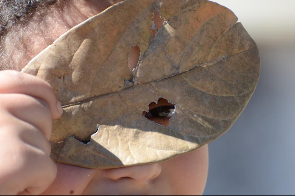 Look Leaf Eyes Child Look Leaf Eyes Child