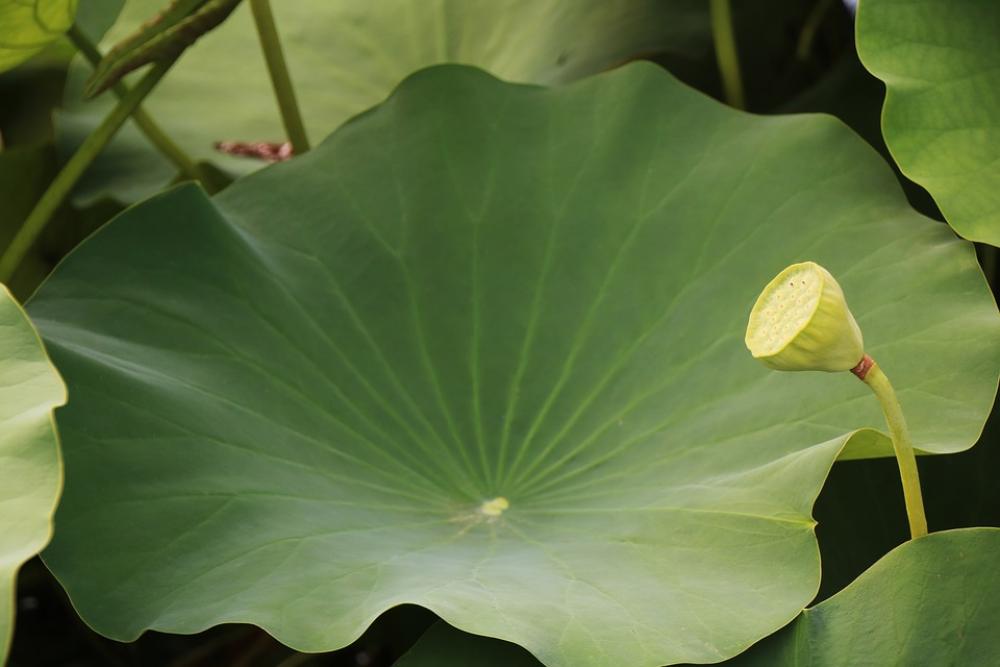 Lotus Lotus Leaf Green Plant Landscape Nature Lotus Lotus Leaf Green Plant Landscape Nature