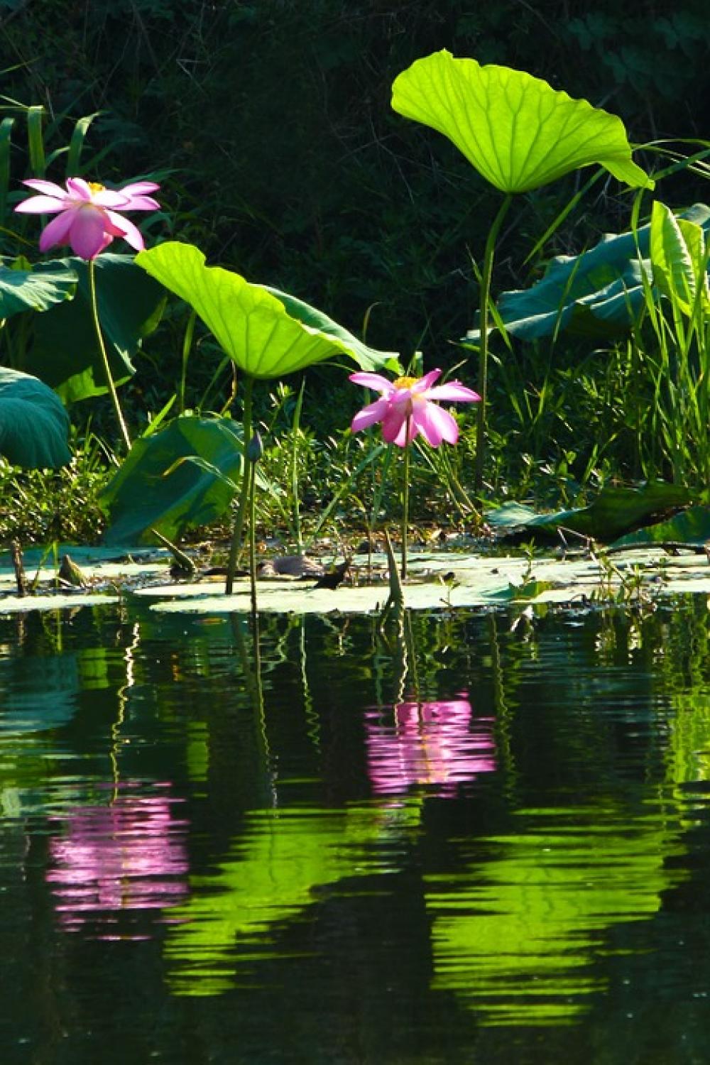 Lotus Lotus Leaf Flowering Flower Lotus Lotus Leaf Flowering Flower