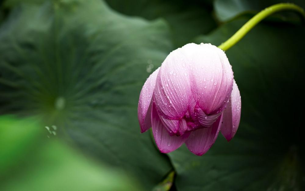 Lotus Lotus Leaf Nature Flowers Greenness Lotus Lotus Leaf Nature Flowers Greenness