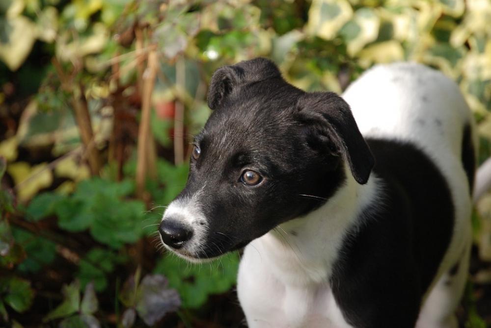 Lurcher Puppy Canine Dog Pet Black White Lurcher Puppy Canine Dog Pet Black White