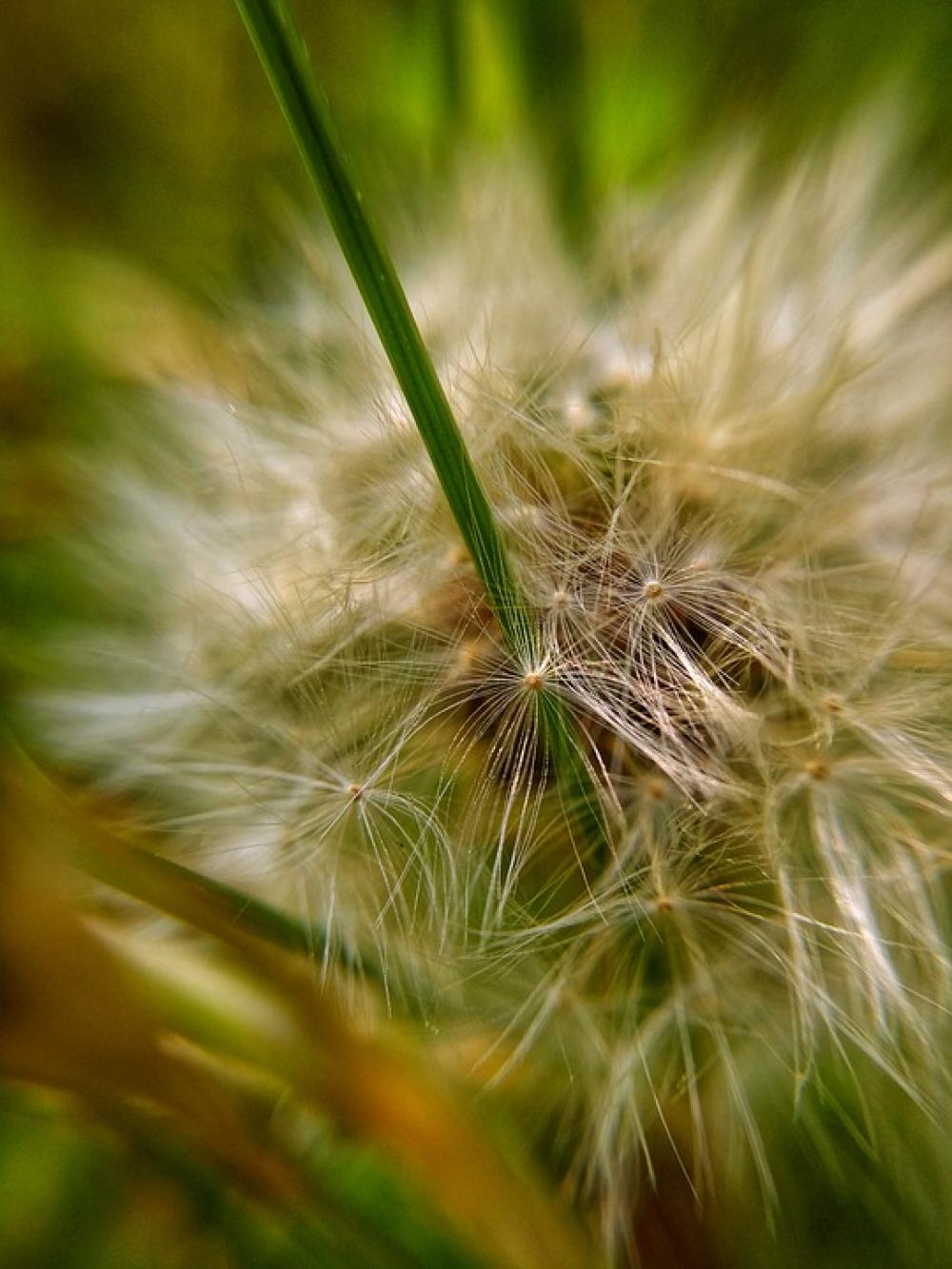 Macro Seeds Green Macro Seeds Green