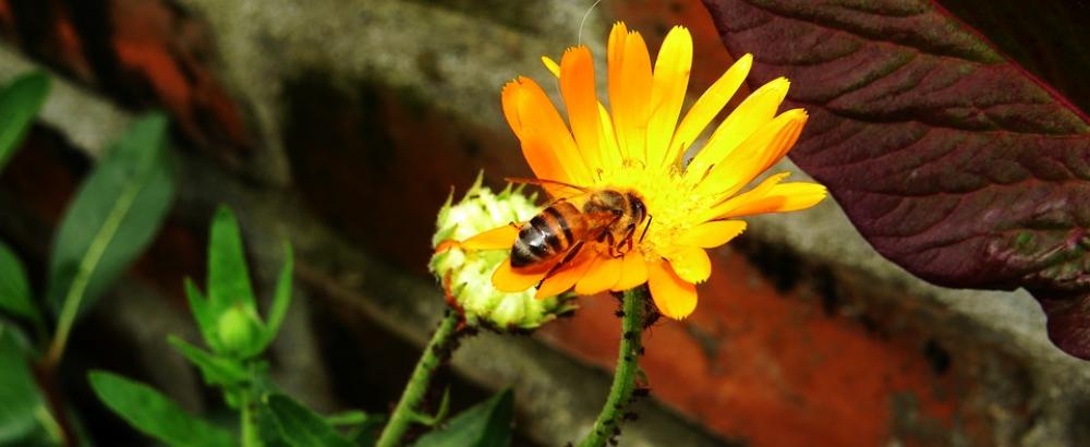Macro Insect Garden Bee Colombia Macro Insect Garden Bee Colombia
