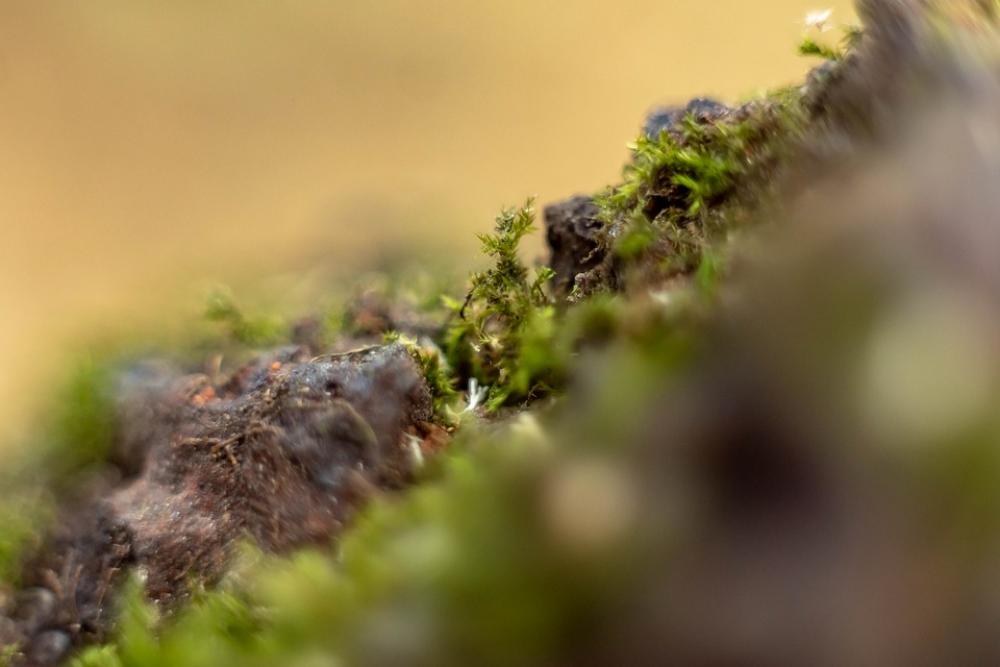 Macro Moss Close Up Nature Environment Macro Moss Close Up Nature Environment