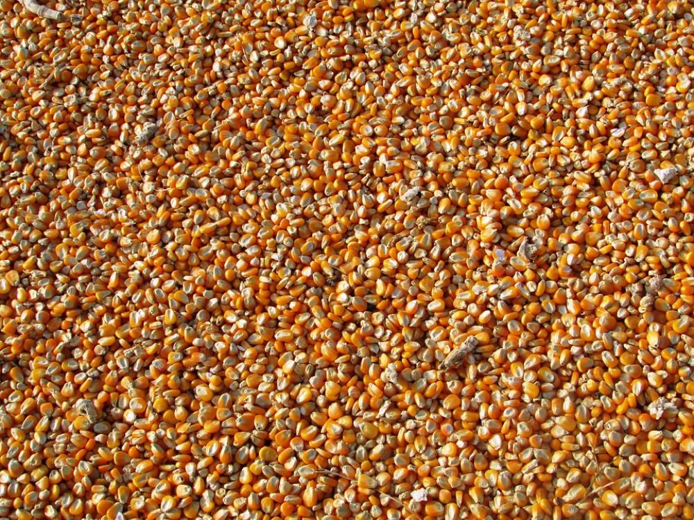 Maize Corn Indian Corn Vegetables Seeds Food Maize Corn Indian Corn Vegetables Seeds Food