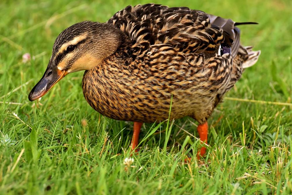Mallard Duck Bird Nature Plumage Poultry Ducks Mallard Duck Bird Nature Plumage Poultry Ducks