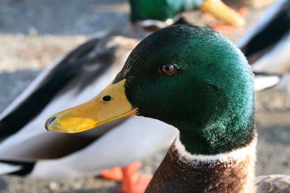 Mallard Duck Close Up Profile Head Bird Nature Mallard Duck Close Up Profile Head Bird Nature
