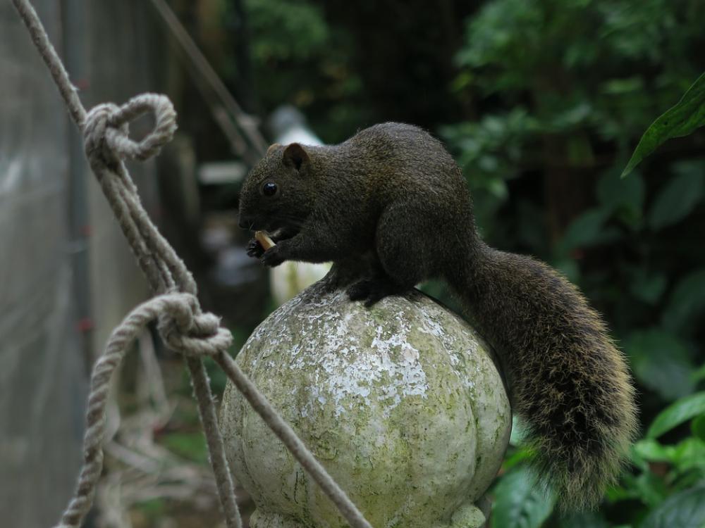 Mammals Animal Wildlife Squirrel Mammals Animal Wildlife Squirrel
