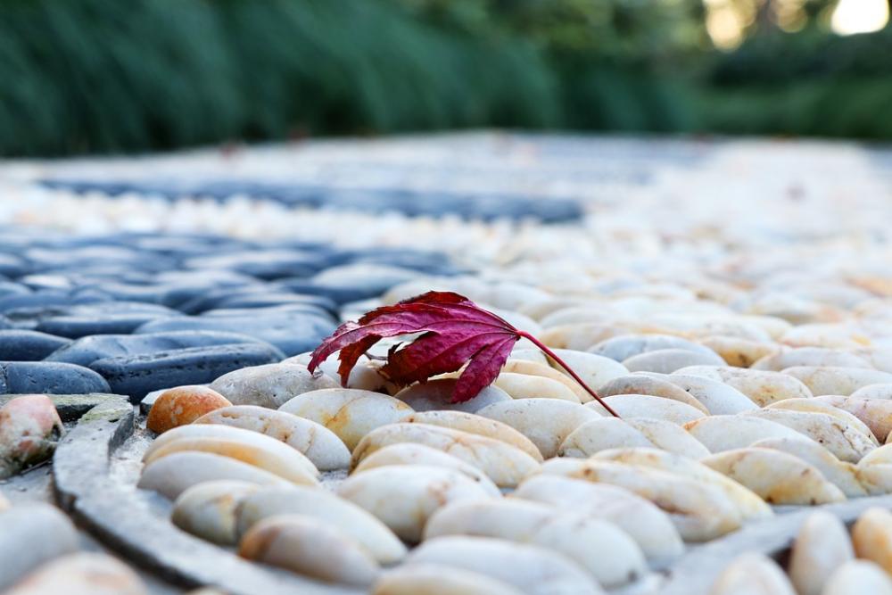 Maple Pebble Lane Park Close-Up Leaf Garden Maple Pebble Lane Park Close-Up Leaf Garden
