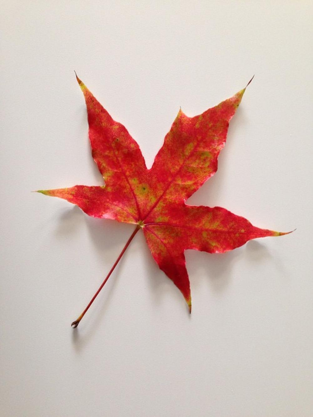 Maple Leaves Autumn Plant The Leaves Maple Leaves Autumn Plant The Leaves