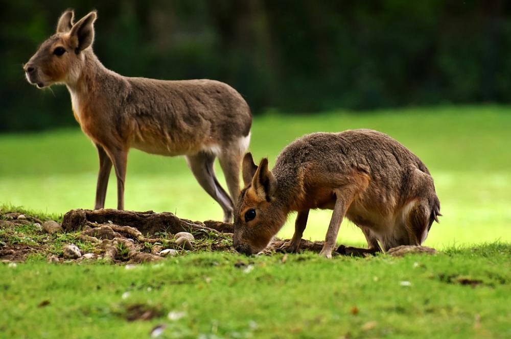Mara Mammal Wild Animal Zoo Enclosure Mara Mammal Wild Animal Zoo Enclosure