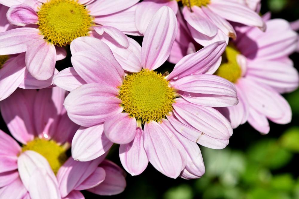 Marguerite Tree Daisy Ornamental Plant Marguerite Tree Daisy Ornamental Plant
