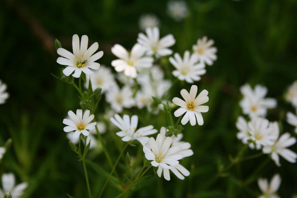 Marguerite Spring Daisy Flowers Marguerite Spring Daisy Flowers