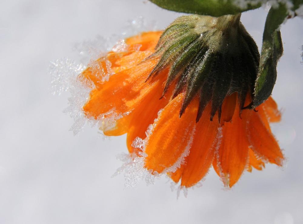 Marigold Blossom Bloom Gardening Frozen Frost Marigold Blossom Bloom Gardening Frozen Frost