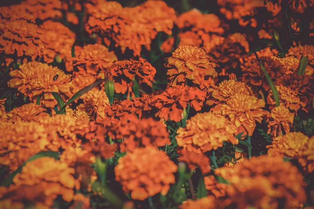 Marigold Bloom Nature Garden Summer Flower Flower Marigold Bloom Nature Garden Summer Flower Flower