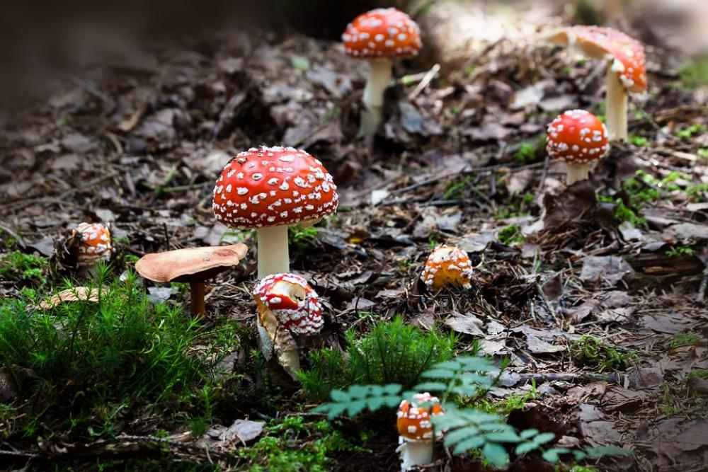 Matryoshka Amanita Muscaria Mushroom Hat Red Matryoshka Amanita Muscaria Mushroom Hat Red