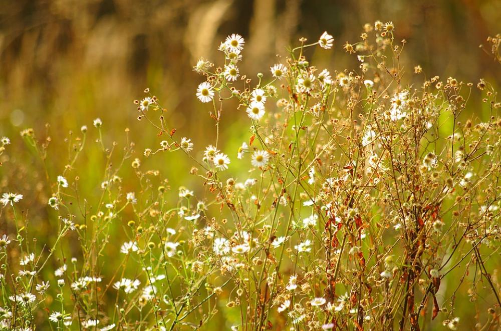 Meadow Daisies Sunny Meadow Daisies Sunny