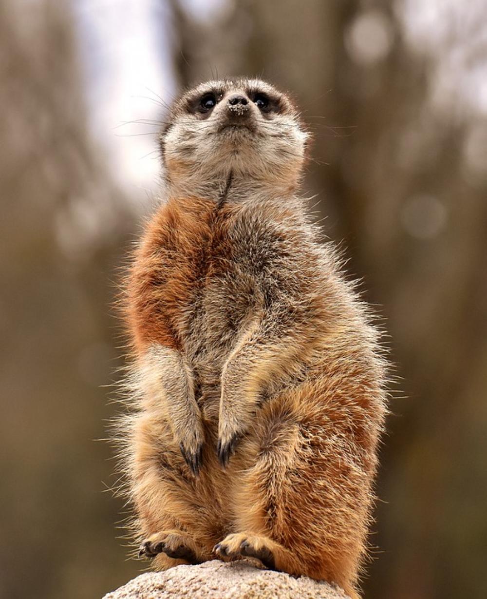 Meerkat Animal Tiergarten Fur Cute Mammal Meerkat Animal Tiergarten Fur Cute Mammal