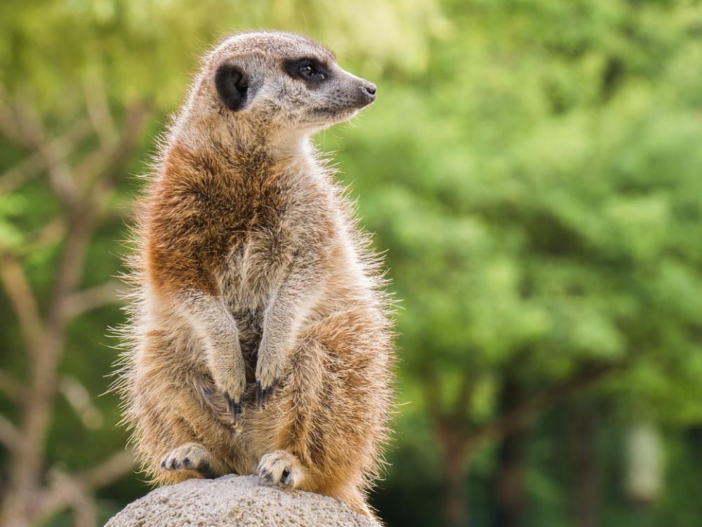 Meerkat Animal Nager Rodent Vigilant Meerkat Animal Nager Rodent Vigilant