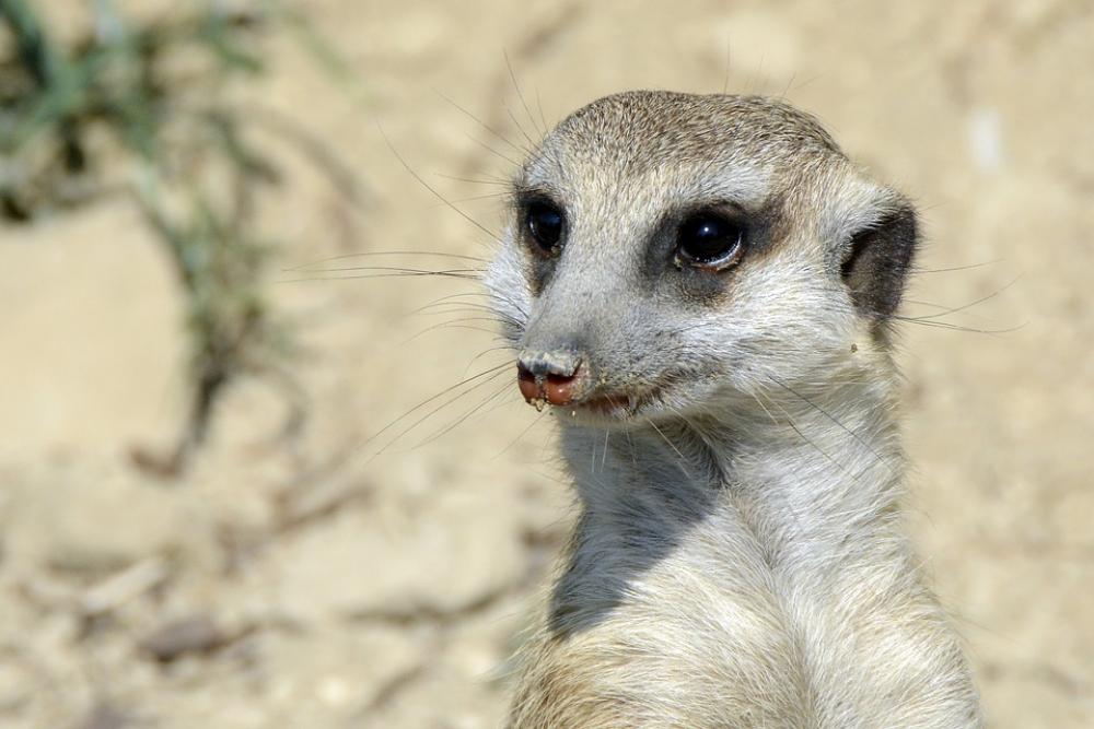 Meerkat Animal Cute Fur Sweet Mammal Nature Meerkat Animal Cute Fur Sweet Mammal Nature