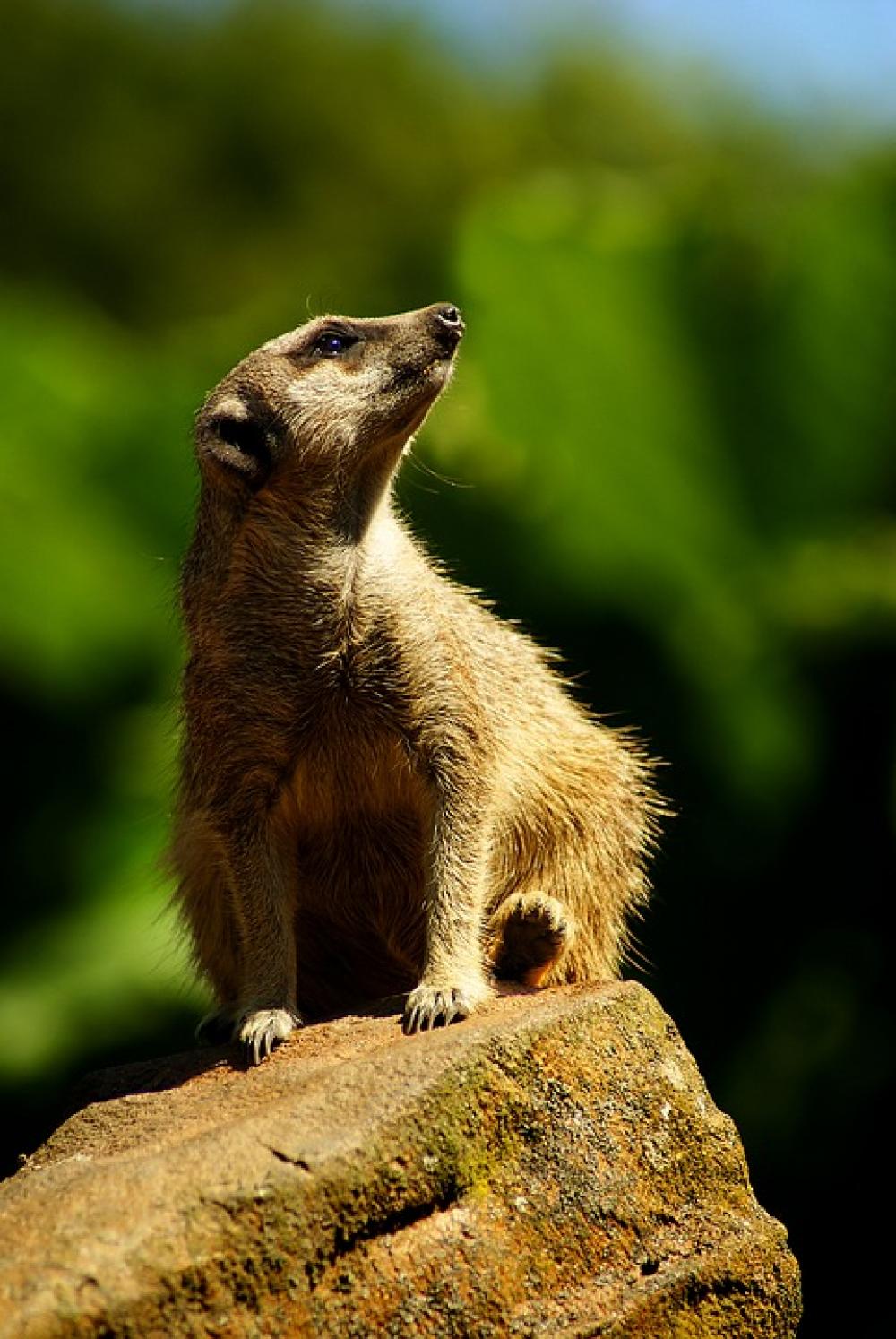 Meerkat Animal Animals Portrait Sit Sand Zoo Meerkat Animal Animals Portrait Sit Sand Zoo