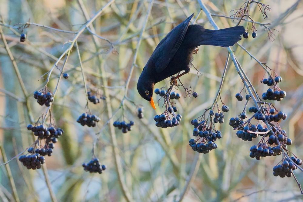 Merle Aronia Bird Food Eat Power Black Merle Aronia Bird Food Eat Power Black