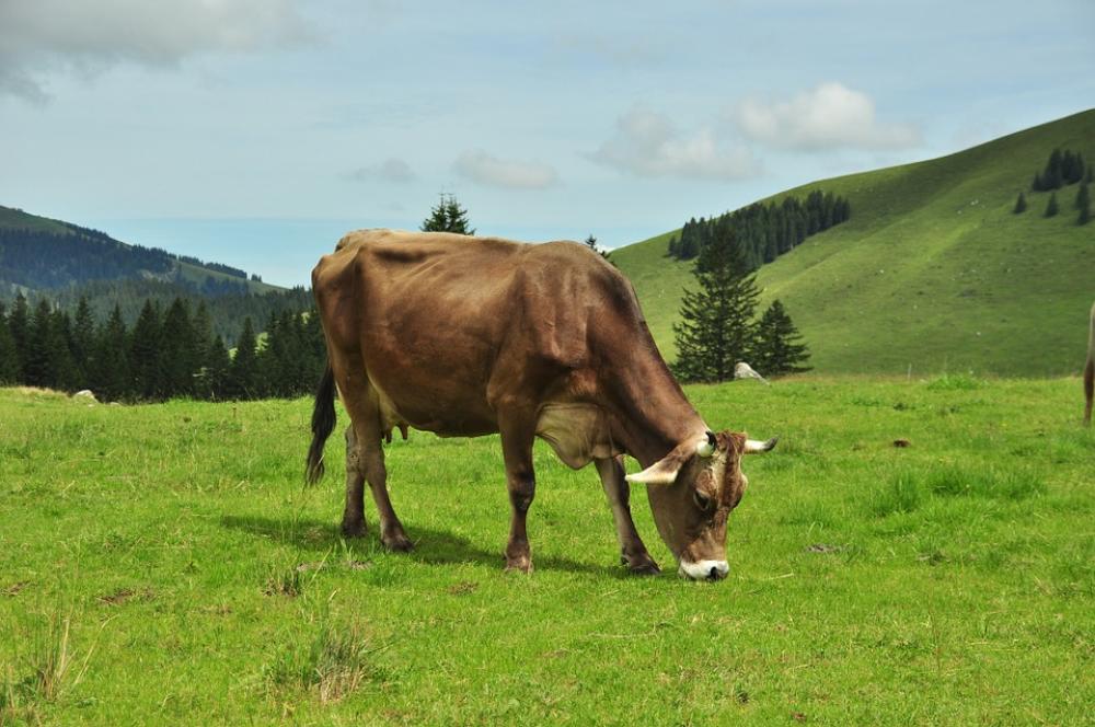 Milk Cow Cow Alm Mountains Switzerland Säntis Milk Cow Cow Alm Mountains Switzerland Säntis