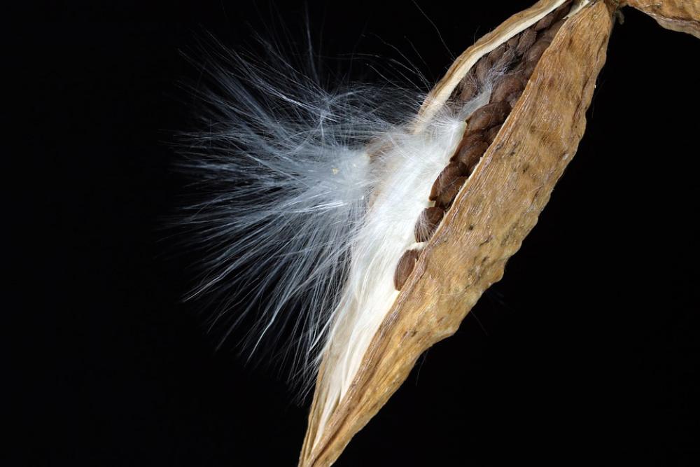 Milkweed Seeds Departure Spring Start Vines Plants Milkweed Seeds Departure Spring Start Vines Plants