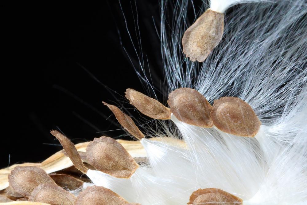 Milkweed Seeds Departure Spring Start Vines Plants Milkweed Seeds Departure Spring Start Vines Plants