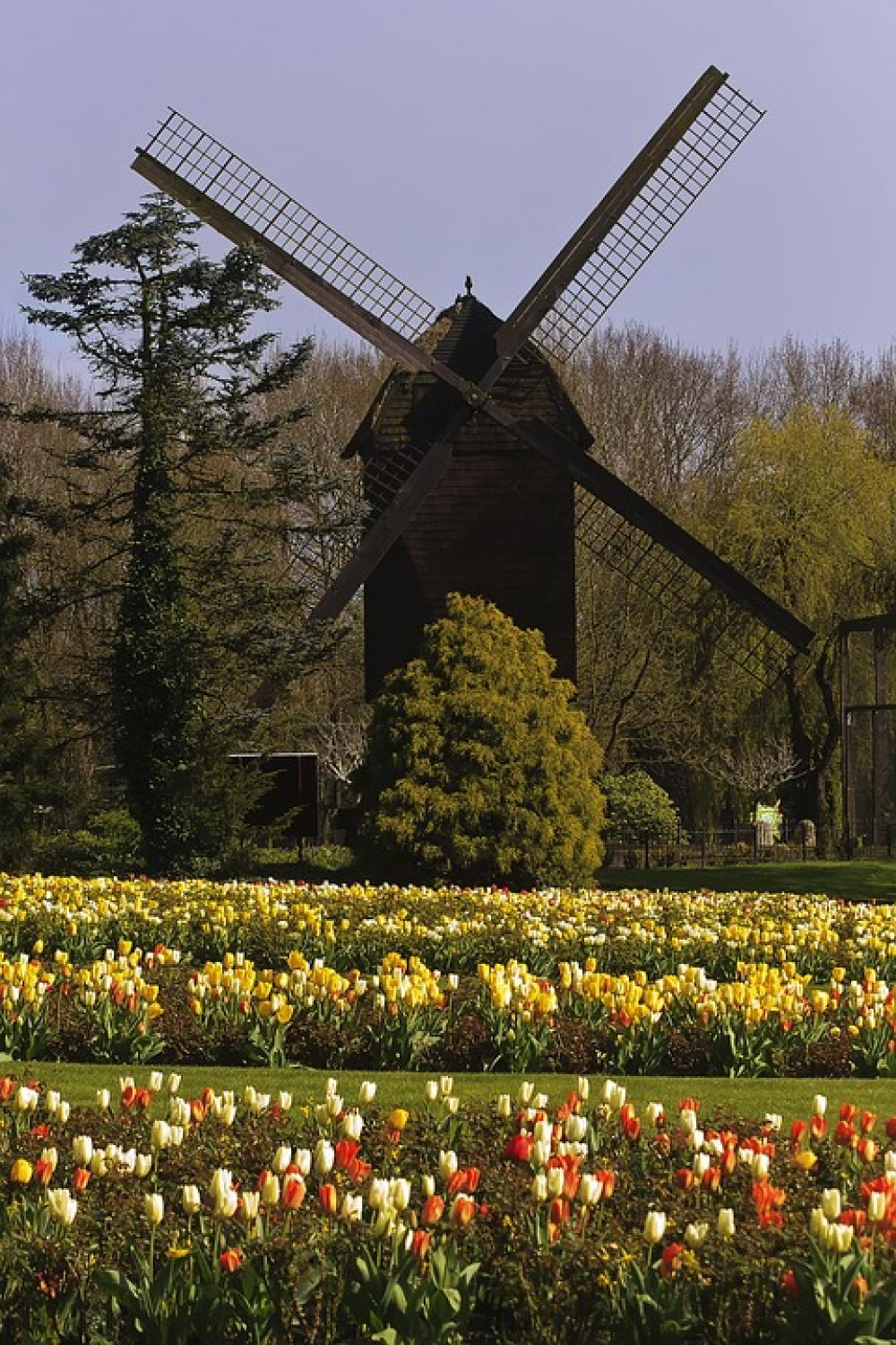 Mill Tulips Flowers Landscape Tulip Tulip Fields Mill Tulips Flowers Landscape Tulip Tulip Fields